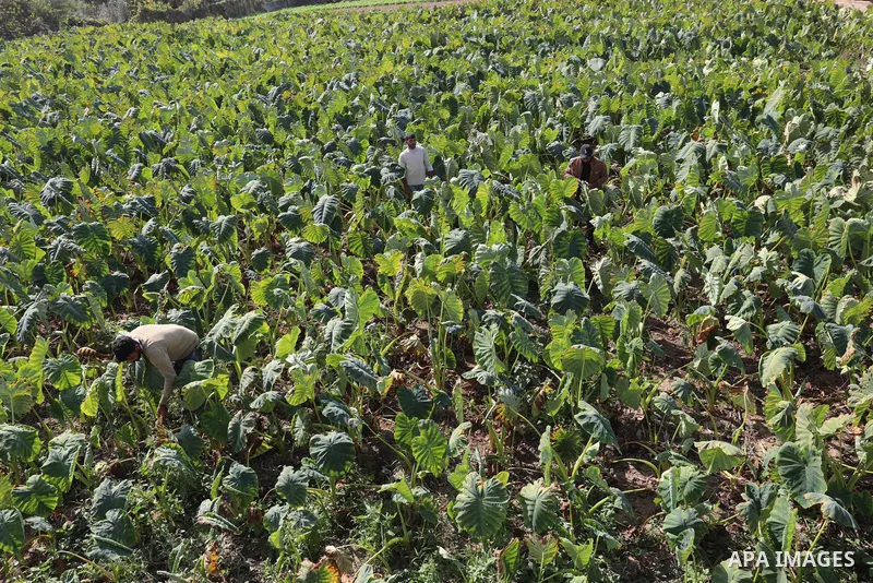 Palestinian farmers harvest colocasia in Gaza city on November 13, 2021. Colocasia , a root vegetable most commonly known as taro, kalo, dasheen, madhumbe, marope, magogoya, patra, arbi or godere.[citation needed] It is...