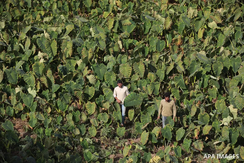 Palestinian farmers harvest colocasia in Gaza city on November 13, 2021. Colocasia , a root vegetable most commonly known as taro, kalo, dasheen, madhumbe, marope, magogoya, patra, arbi or godere.[citation needed] It is...