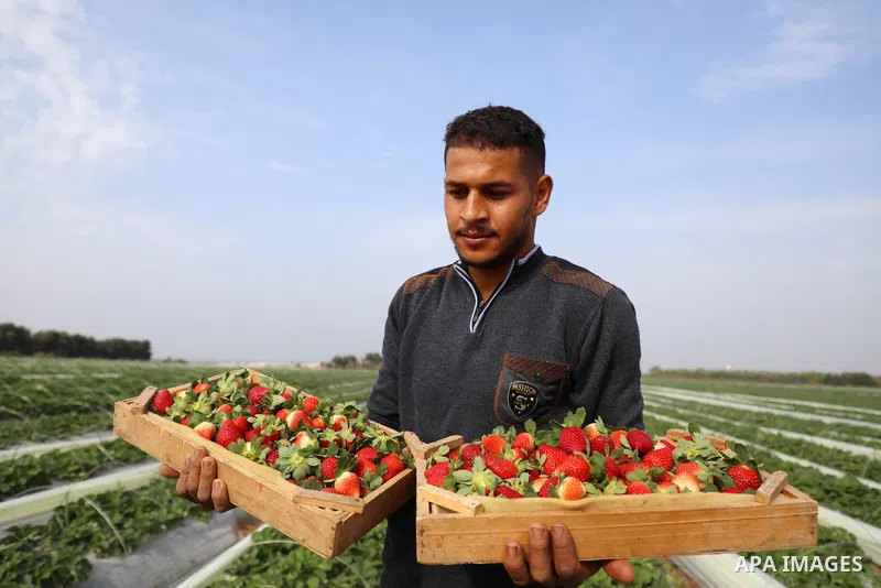 Palestinian farmers pick strawberries during the harvest season before exporting its to the West Bank, in Beit Lahia in the northern Gaza Strip, on November 17, 2021. The strawberry harvest season in Gaza is bittersweet....
