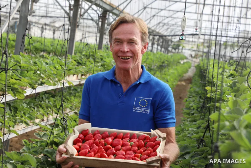 Sven Kuhn von Burgsdorff, head of the European Union’s mission to the West Bank and the Gaza Strip picks strawberries during his visiting to Gaza Strip, in Beit Lahia in the northern Gaza Strip on November 25, 2021. Phot...