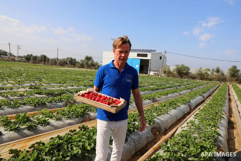 Sven Kuhn von Burgsdorff, head of the European Union’s mission to the West Bank and the Gaza Strip picks strawberries during his visiting to Gaza Strip, in Beit Lahia in the northern Gaza Strip on November 25, 2021. Phot...