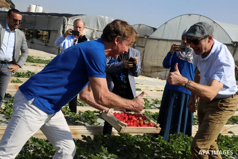 Sven Kuhn von Burgsdorff, head of the European Union’s mission to the West Bank and the Gaza Strip picks strawberries during his visiting to Gaza Strip, in Beit Lahia in the northern Gaza Strip on November 25, 2021. Phot...