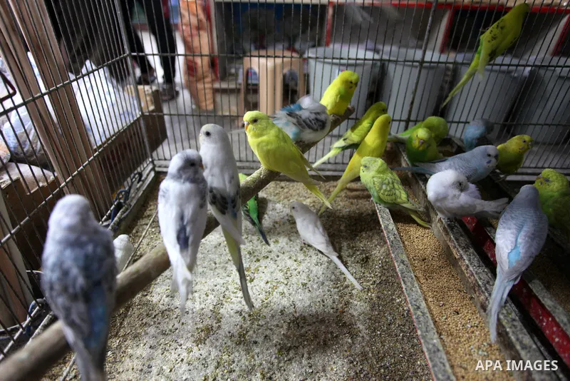 Palestinian Akram Noureddine, 64, keeps birds and sells them in a shop in Gaza City on November 27, 2021. Noureddine has been keeping birds for more than 50 years, as a hobby. Photo by Youssef Abu Watfa