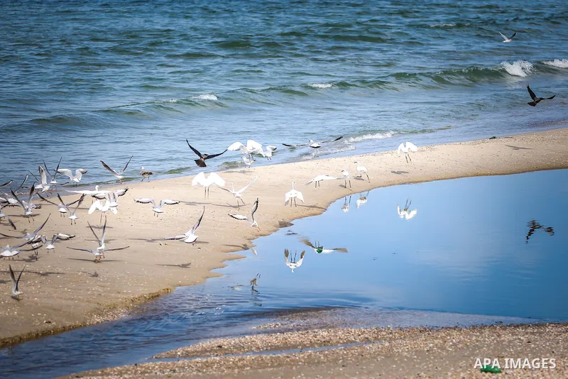 Seagulls are seen in the waters of the Mediterranean Sea in Gaza City, on November 30, 2021. Photo by Atia Darwish