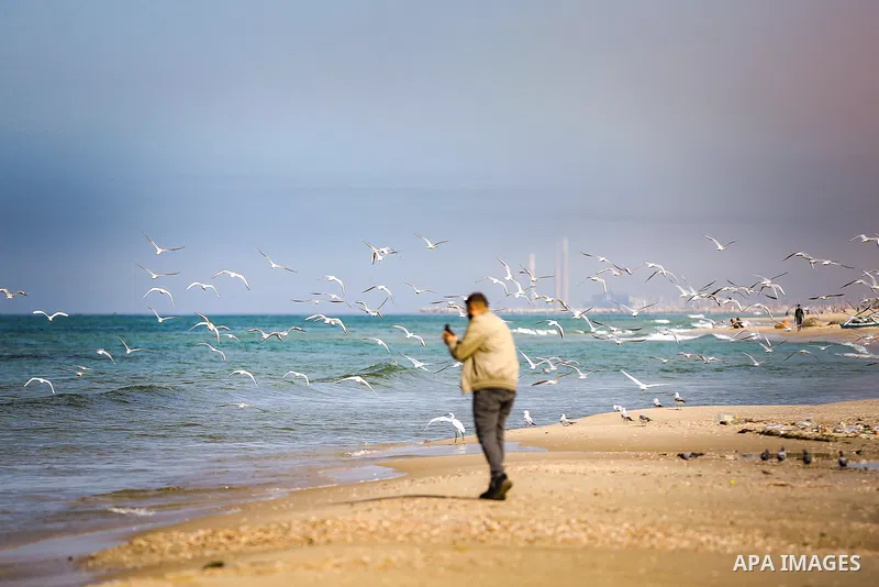 Seagulls are seen in the waters of the Mediterranean Sea in Gaza City, on November 30, 2021. Photo by Atia Darwish