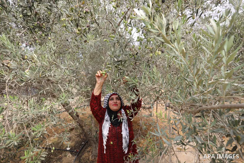 Volunteers help Palestinian farmers and families pick olives during the harvest season, in Khan Younis in the southern of Gaza Strip on October 3, 2021. Olive trees perform a crucial historical and cultural role in the P...