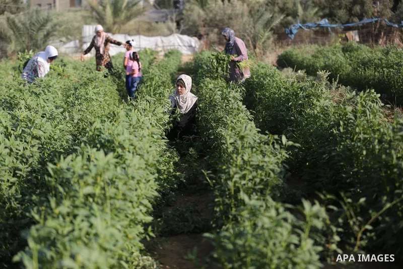 Palestinian female graduates, plant at a farm in Deir al-Balah, in the of central Gaza Strip, on October 10, 2021. Female graduates plant land to overcome harsh conditions in Gaza Strip". Thus, the unemployment rate amon...