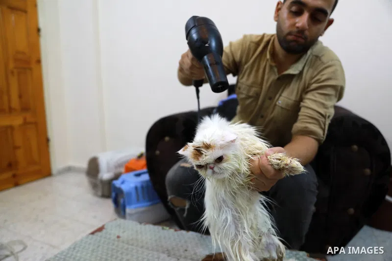 Palestinian youth, Mohammad Al-Madhoun, 20, takes care of cats at his home in Gaza city on October 17, 2021. Al-Madhoun pamper pets of cats and provides them with health care, massage and cutting their hair inside his ho...