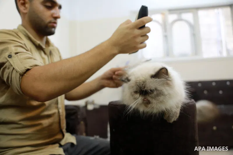 Palestinian youth, Mohammad Al-Madhoun, 20, takes care of cats at his home in Gaza city on October 17, 2021. Al-Madhoun pamper pets of cats and provides them with health care, massage and cutting their hair inside his ho...