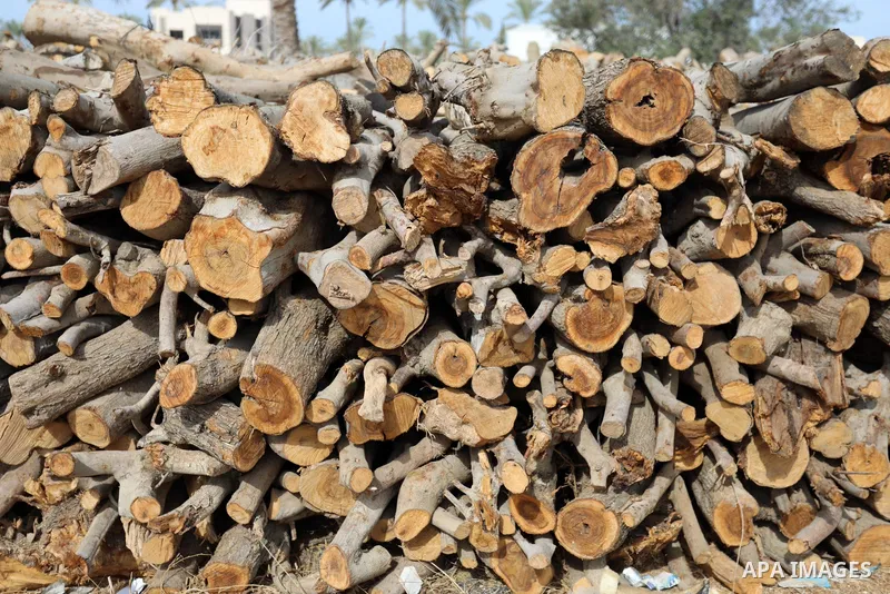 Palestinian lumberjacks cut and prepares firewood for sale and production of charcoal at a workshop, in Khan younis in the southern of Gaza strip, in October 17, 2021. The winter and holiday periods when coal is in high...