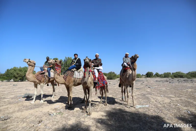 Palestinian men ride camels in Nuseirat camp in the central Gaza Strip, on 24 October 2021. Olive trees perform a crucial historical and cultural role in the Palestinian heritage and national identity. This strong identi...