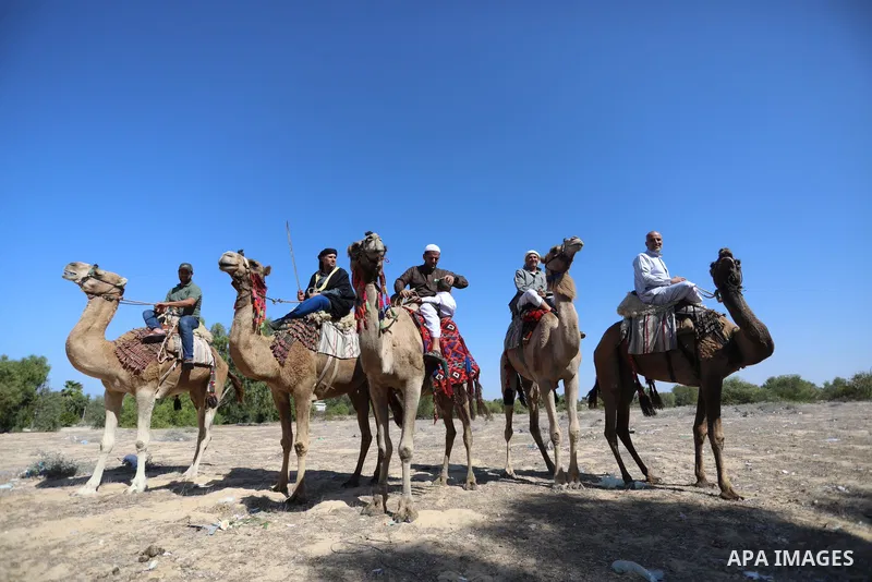 Palestinian men ride camels in Nuseirat camp in the central Gaza Strip, on 24 October 2021. Olive trees perform a crucial historical and cultural role in the Palestinian heritage and national identity. This strong identi...