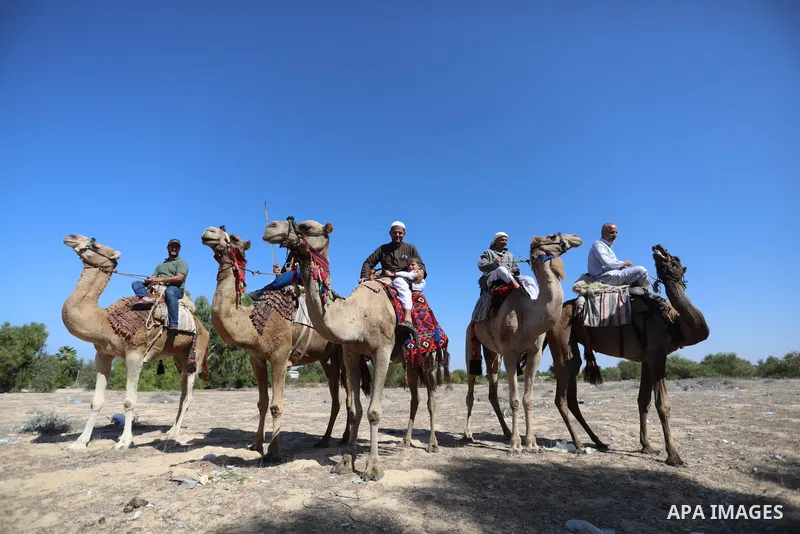 Palestinian men ride camels in Nuseirat camp in the central Gaza Strip, on 24 October 2021. Olive trees perform a crucial historical and cultural role in the Palestinian heritage and national identity. This strong identi...