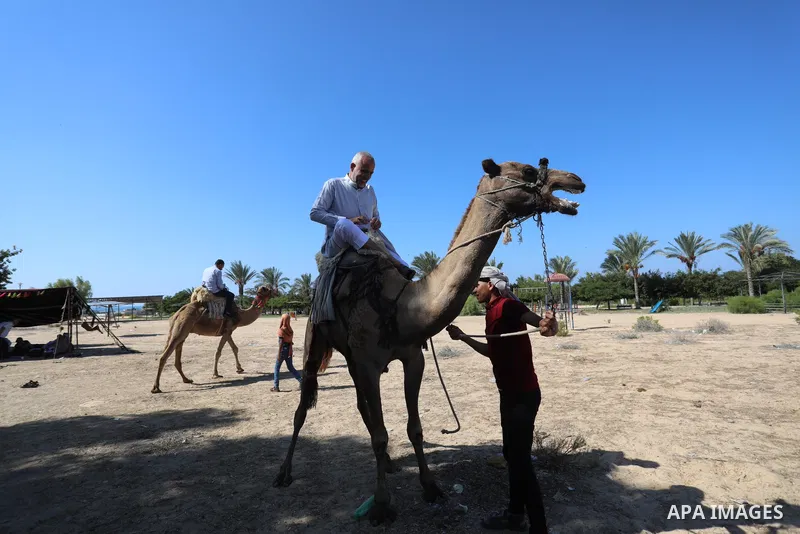 Palestinian men ride camels in Nuseirat camp in the central Gaza Strip, on 24 October 2021. Olive trees perform a crucial historical and cultural role in the Palestinian heritage and national identity. This strong identi...