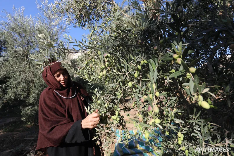 Palestinian women wear traditional dresses, as they pick olives during the harvest season, in Nuseirat camp in the central Gaza Strip, on 24 October 2021. Olive trees perform a crucial historical and cultural role in the...