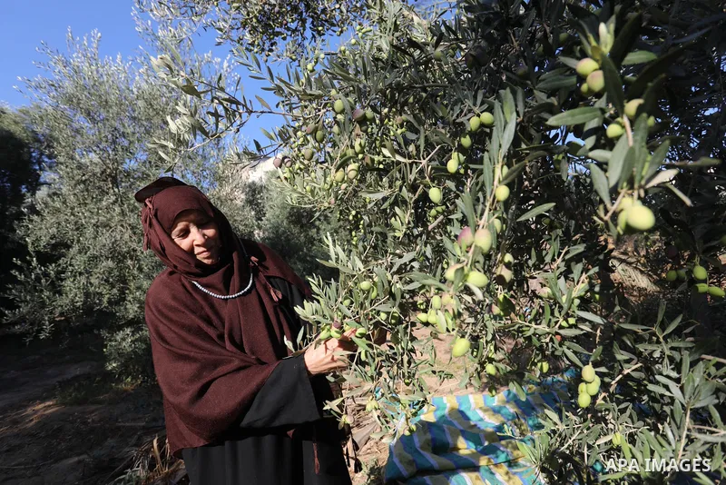Palestinian women wear traditional dresses, as they pick olives during the harvest season, in Nuseirat camp in the central Gaza Strip, on 24 October 2021. Olive trees perform a crucial historical and cultural role in the...