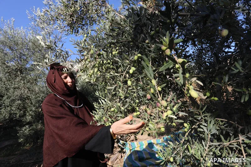 Palestinian women wear traditional dresses, as they pick olives during the harvest season, in Nuseirat camp in the central Gaza Strip, on 24 October 2021. Olive trees perform a crucial historical and cultural role in the...
