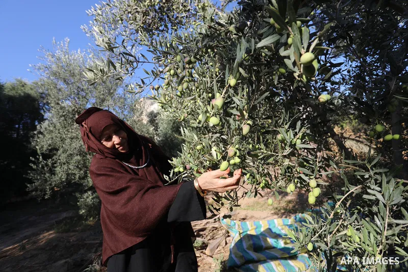 Palestinian women wear traditional dresses, as they pick olives during the harvest season, in Nuseirat camp in the central Gaza Strip, on 24 October 2021. Olive trees perform a crucial historical and cultural role in the...