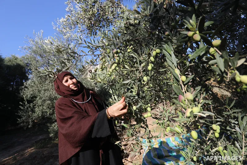 Palestinian women wear traditional dresses, as they pick olives during the harvest season, in Nuseirat camp in the central Gaza Strip, on 24 October 2021. Olive trees perform a crucial historical and cultural role in the...