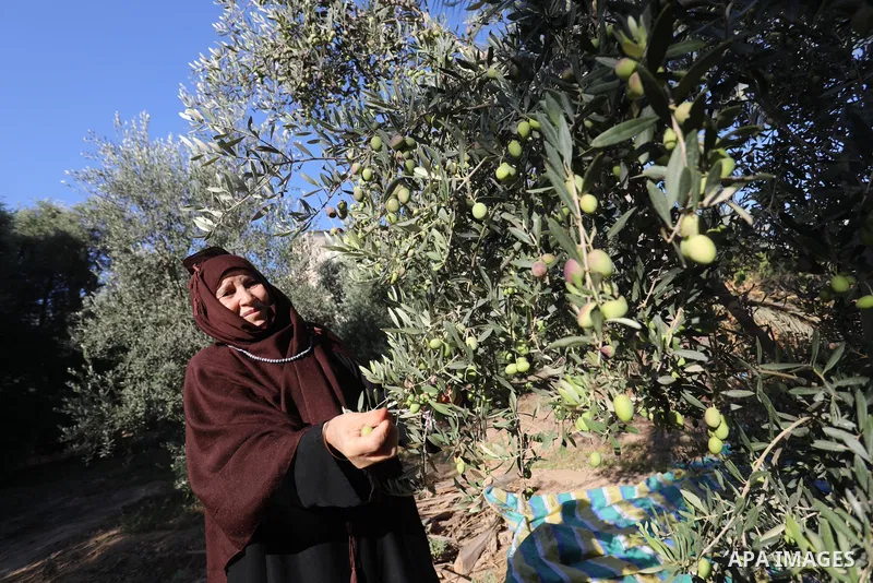 Palestinian women wear traditional dresses, as they pick olives during the harvest season, in Nuseirat camp in the central Gaza Strip, on 24 October 2021. Olive trees perform a crucial historical and cultural role in the...
