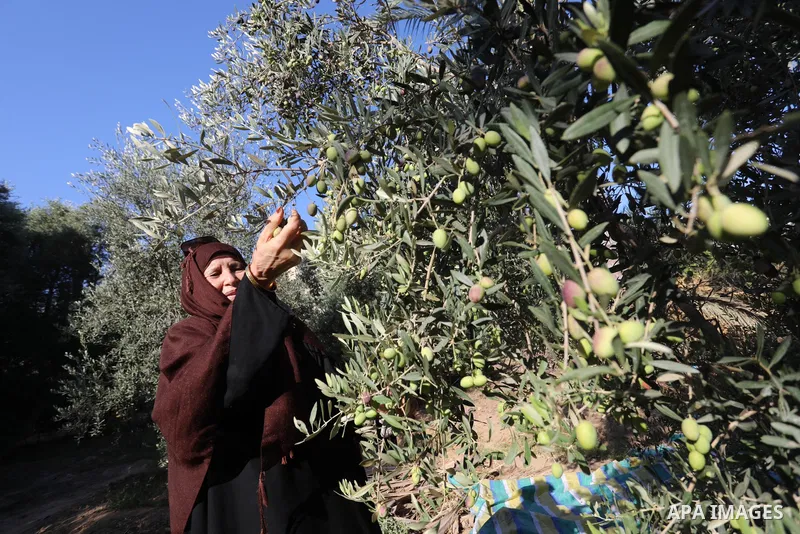 Palestinian women wear traditional dresses, as they pick olives during the harvest season, in Nuseirat camp in the central Gaza Strip, on 24 October 2021. Olive trees perform a crucial historical and cultural role in the...