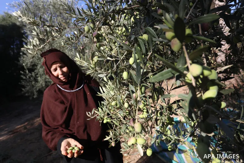 Palestinian women wear traditional dresses, as they pick olives during the harvest season, in Nuseirat camp in the central Gaza Strip, on 24 October 2021. Olive trees perform a crucial historical and cultural role in the...