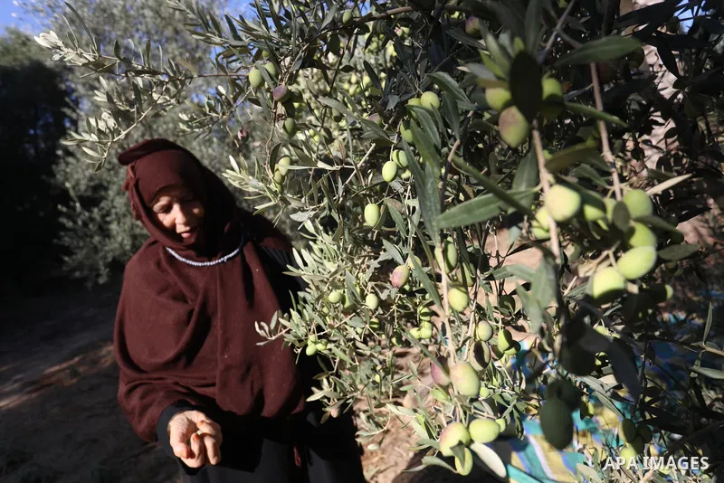 Palestinian women wear traditional dresses, as they pick olives during the harvest season, in Nuseirat camp in the central Gaza Strip, on 24 October 2021. Olive trees perform a crucial historical and cultural role in the...
