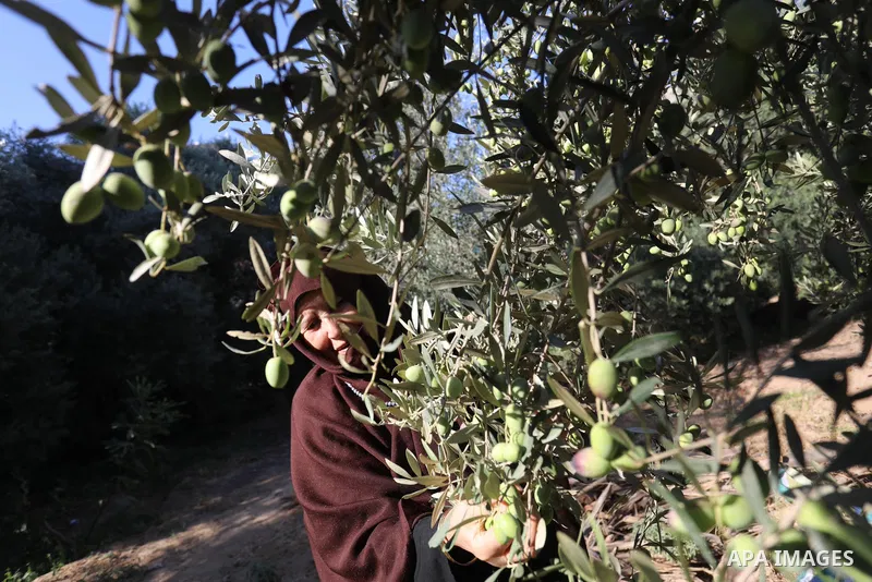 Palestinian women wear traditional dresses, as they pick olives during the harvest season, in Nuseirat camp in the central Gaza Strip, on 24 October 2021. Olive trees perform a crucial historical and cultural role in the...
