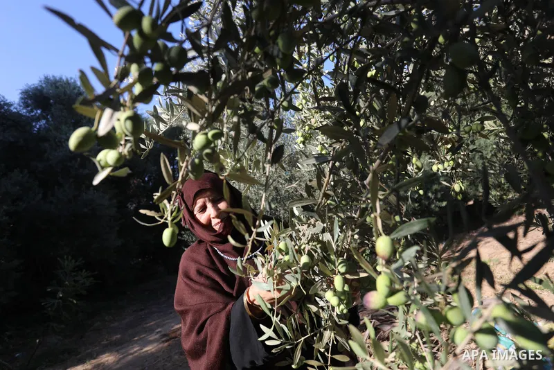 Palestinian women wear traditional dresses, as they pick olives during the harvest season, in Nuseirat camp in the central Gaza Strip, on 24 October 2021. Olive trees perform a crucial historical and cultural role in the...
