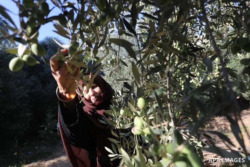 Palestinian women wear traditional dresses, as they pick olives during the harvest season, in Nuseirat camp in the central Gaza Strip, on 24 October 2021. Olive trees perform a crucial historical and cultural role in the...