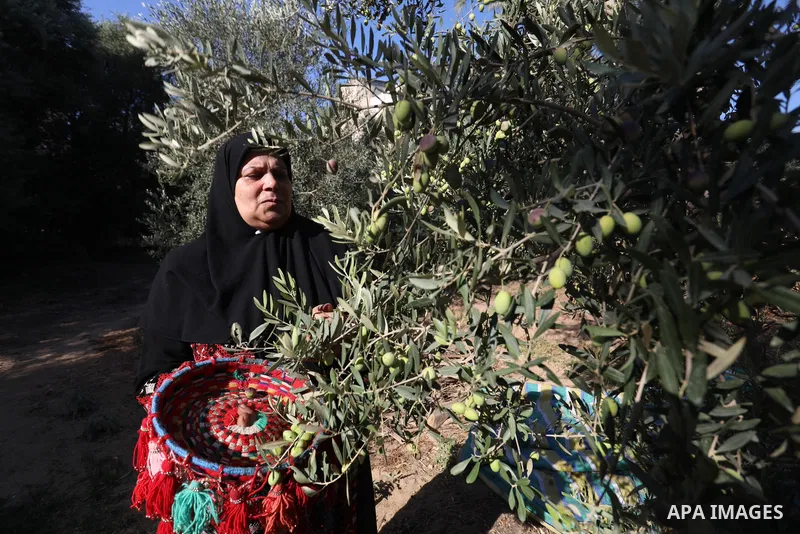 Palestinian women wear traditional dresses, as they pick olives during the harvest season, in Nuseirat camp in the central Gaza Strip, on 24 October 2021. Olive trees perform a crucial historical and cultural role in the...