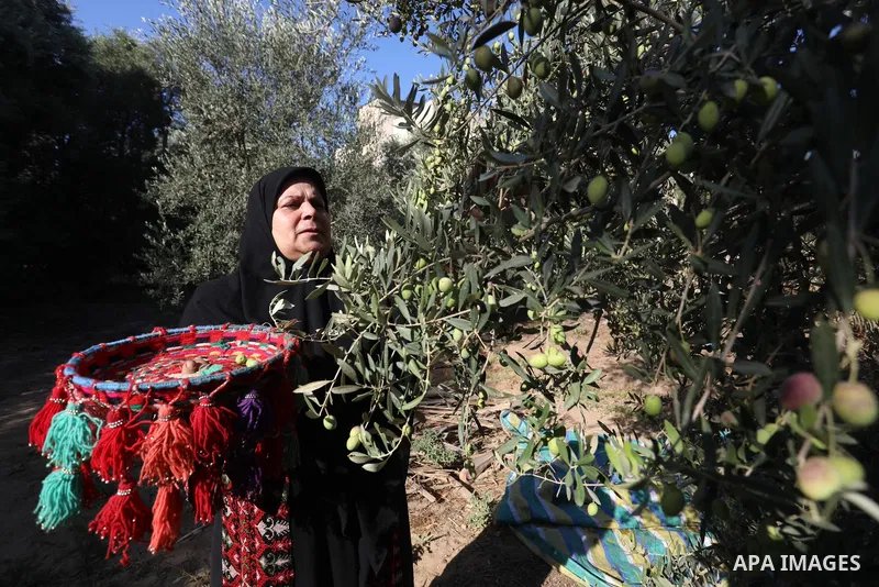 Palestinian women wear traditional dresses, as they pick olives during the harvest season, in Nuseirat camp in the central Gaza Strip, on 24 October 2021. Olive trees perform a crucial historical and cultural role in the...