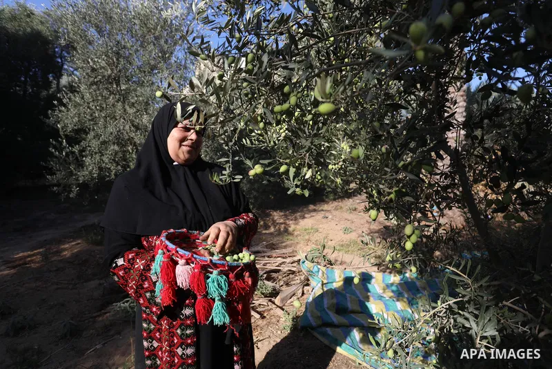 Palestinian women wear traditional dresses, as they pick olives during the harvest season, in Nuseirat camp in the central Gaza Strip, on 24 October 2021. Olive trees perform a crucial historical and cultural role in the...