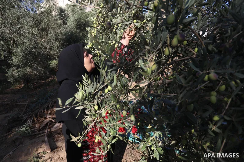 Palestinian women wear traditional dresses, as they pick olives during the harvest season, in Nuseirat camp in the central Gaza Strip, on 24 October 2021. Olive trees perform a crucial historical and cultural role in the...