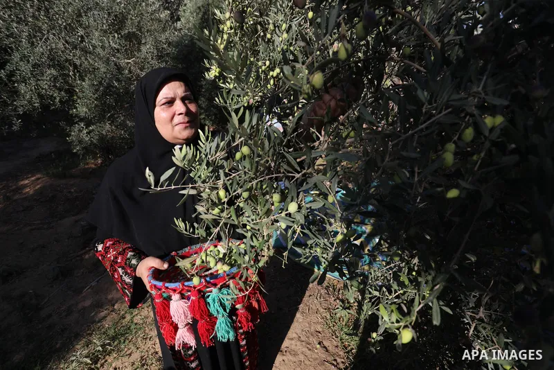 Palestinian women wear traditional dresses, as they pick olives during the harvest season, in Nuseirat camp in the central Gaza Strip, on 24 October 2021. Olive trees perform a crucial historical and cultural role in the...