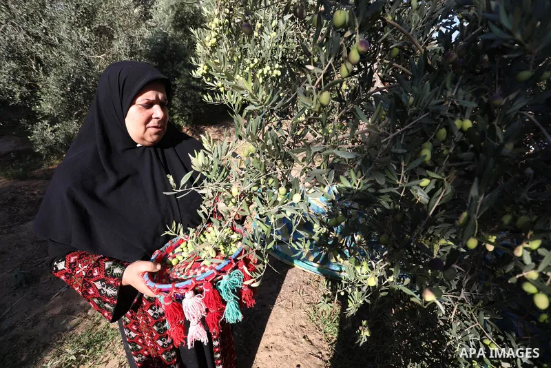 Palestinian women wear traditional dresses, as they pick olives during the harvest season, in Nuseirat camp in the central Gaza Strip, on 24 October 2021. Olive trees perform a crucial historical and cultural role in the...