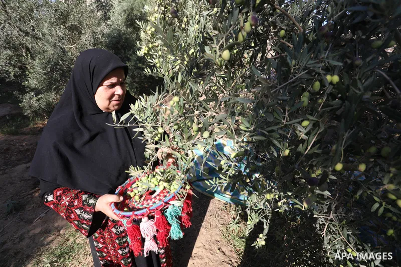 Palestinian women wear traditional dresses, as they pick olives during the harvest season, in Nuseirat camp in the central Gaza Strip, on 24 October 2021. Olive trees perform a crucial historical and cultural role in the...