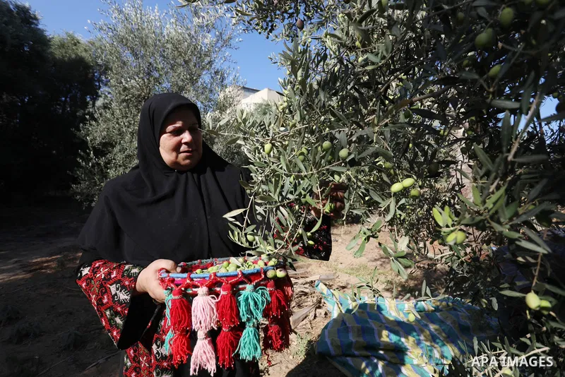 Palestinian women wear traditional dresses, as they pick olives during the harvest season, in Nuseirat camp in the central Gaza Strip, on 24 October 2021. Olive trees perform a crucial historical and cultural role in the...