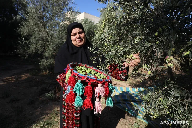 Palestinian women wear traditional dresses, as they pick olives during the harvest season, in Nuseirat camp in the central Gaza Strip, on 24 October 2021. Olive trees perform a crucial historical and cultural role in the...
