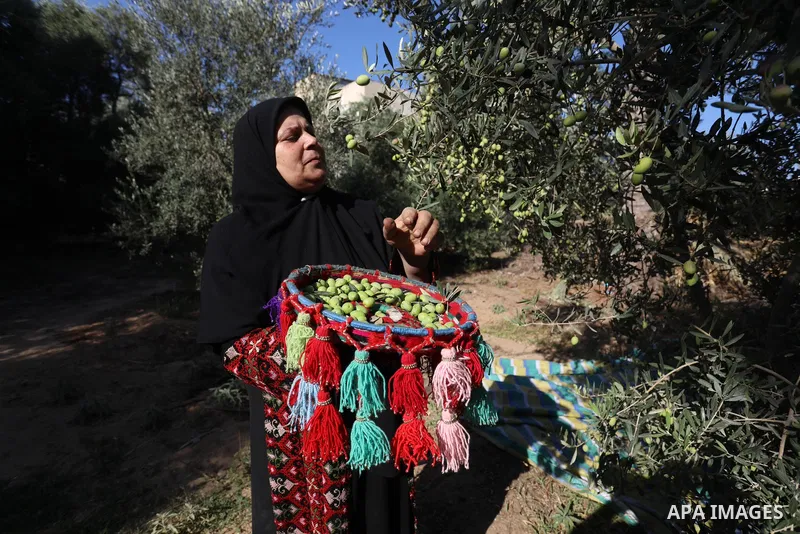 Palestinian women wear traditional dresses, as they pick olives during the harvest season, in Nuseirat camp in the central Gaza Strip, on 24 October 2021. Olive trees perform a crucial historical and cultural role in the...