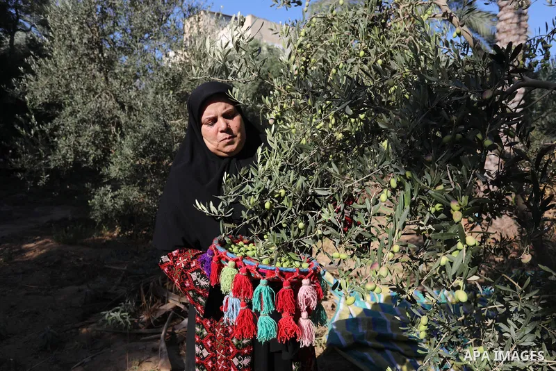 Palestinian women wear traditional dresses, as they pick olives during the harvest season, in Nuseirat camp in the central Gaza Strip, on 24 October 2021. Olive trees perform a crucial historical and cultural role in the...