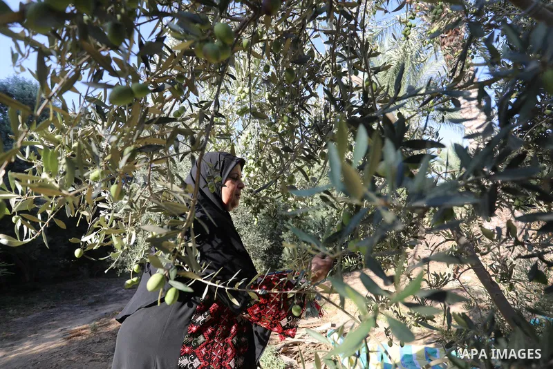 Palestinian women wear traditional dresses, as they pick olives during the harvest season, in Nuseirat camp in the central Gaza Strip, on 24 October 2021. Olive trees perform a crucial historical and cultural role in the...