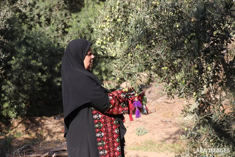 Palestinian women wear traditional dresses, as they pick olives during the harvest season, in Nuseirat camp in the central Gaza Strip, on 24 October 2021. Olive trees perform a crucial historical and cultural role in the...