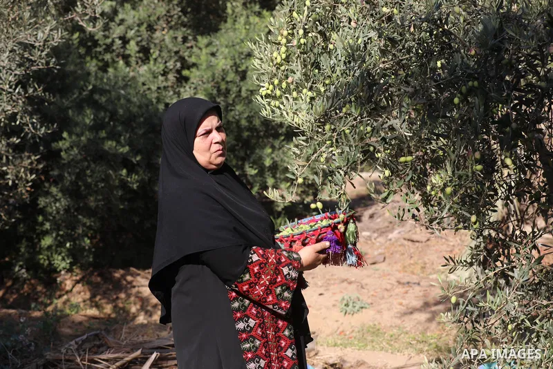 Palestinian women wear traditional dresses, as they pick olives during the harvest season, in Nuseirat camp in the central Gaza Strip, on 24 October 2021. Olive trees perform a crucial historical and cultural role in the...