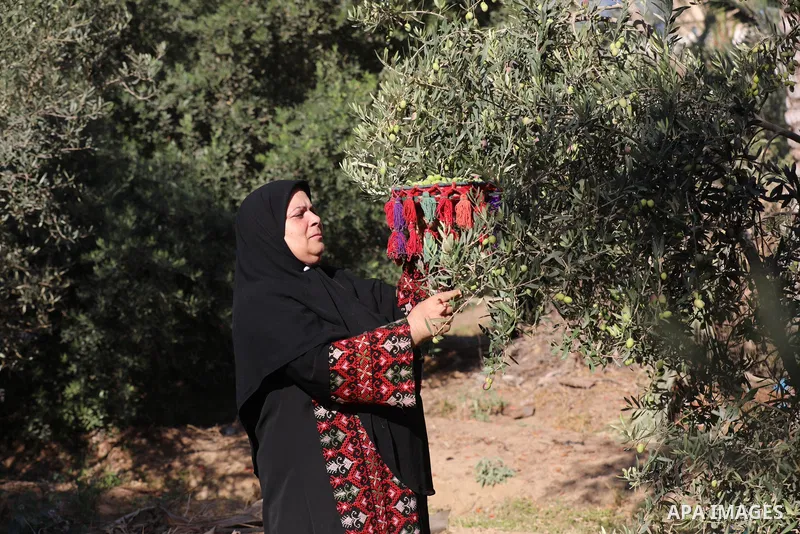 Palestinian women wear traditional dresses, as they pick olives during the harvest season, in Nuseirat camp in the central Gaza Strip, on 24 October 2021. Olive trees perform a crucial historical and cultural role in the...