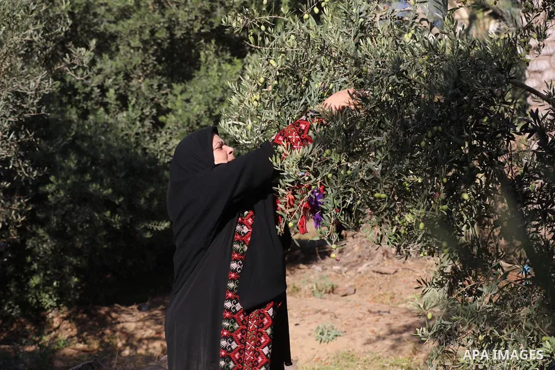 Palestinian women wear traditional dresses, as they pick olives during the harvest season, in Nuseirat camp in the central Gaza Strip, on 24 October 2021. Olive trees perform a crucial historical and cultural role in the...