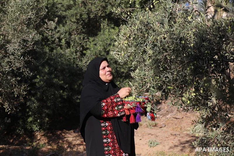 Palestinian women wear traditional dresses, as they pick olives during the harvest season, in Nuseirat camp in the central Gaza Strip, on 24 October 2021. Olive trees perform a crucial historical and cultural role in the...