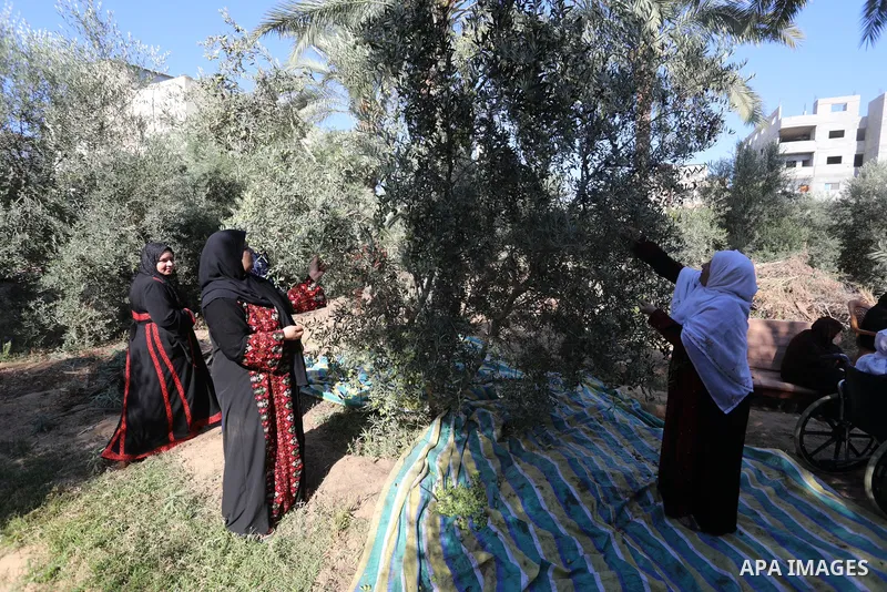 Palestinian women wear traditional dresses, as they pick olives during the harvest season, in Nuseirat camp in the central Gaza Strip, on 24 October 2021. Olive trees perform a crucial historical and cultural role in the...
