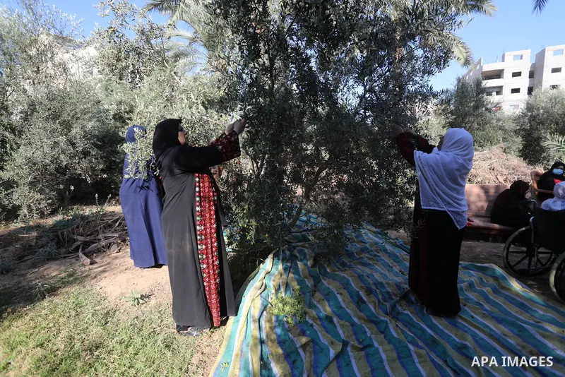 Palestinian women wear traditional dresses, as they pick olives during the harvest season, in Nuseirat camp in the central Gaza Strip, on 24 October 2021. Olive trees perform a crucial historical and cultural role in the...