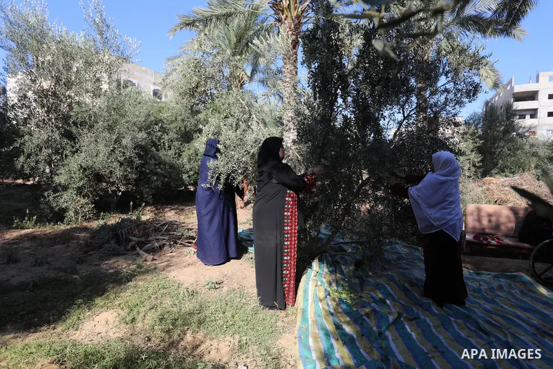 Palestinian women wear traditional dresses, as they pick olives during the harvest season, in Nuseirat camp in the central Gaza Strip, on 24 October 2021. Olive trees perform a crucial historical and cultural role in the...